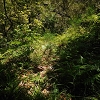Plants: image 37 Of 208 Thumb
